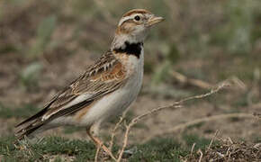 Mongolian Lark