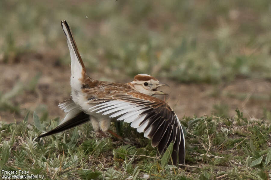 Mongolian Lark male adult, courting display