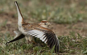 Mongolian Lark