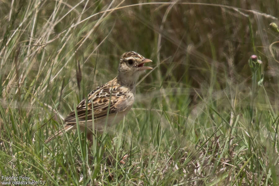 Rudd's Larkadult, identification