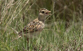 Rudd's Lark