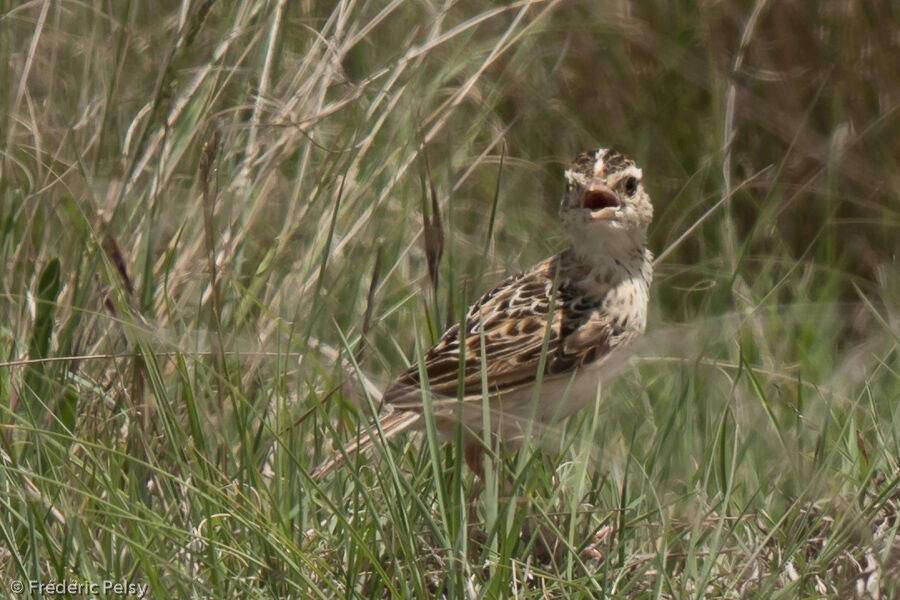 Rudd's Larkadult