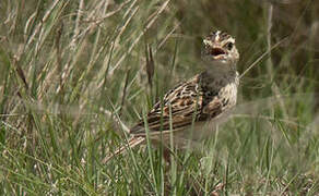 Rudd's Lark