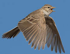 Asian Short-toed Lark