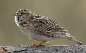 Asian Short-toed Lark