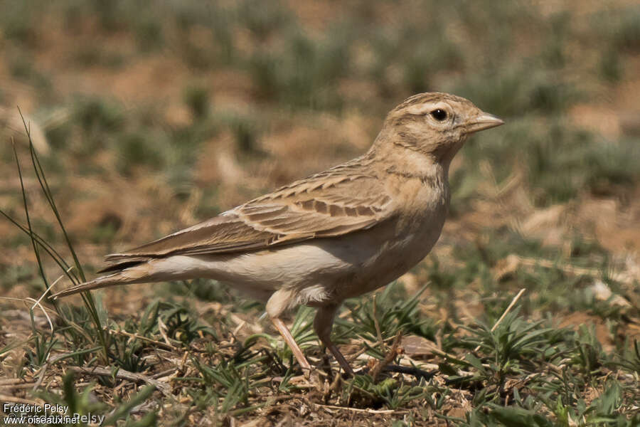 Alouette de Sykesadulte, identification