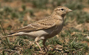 Mongolian Short-toed Lark