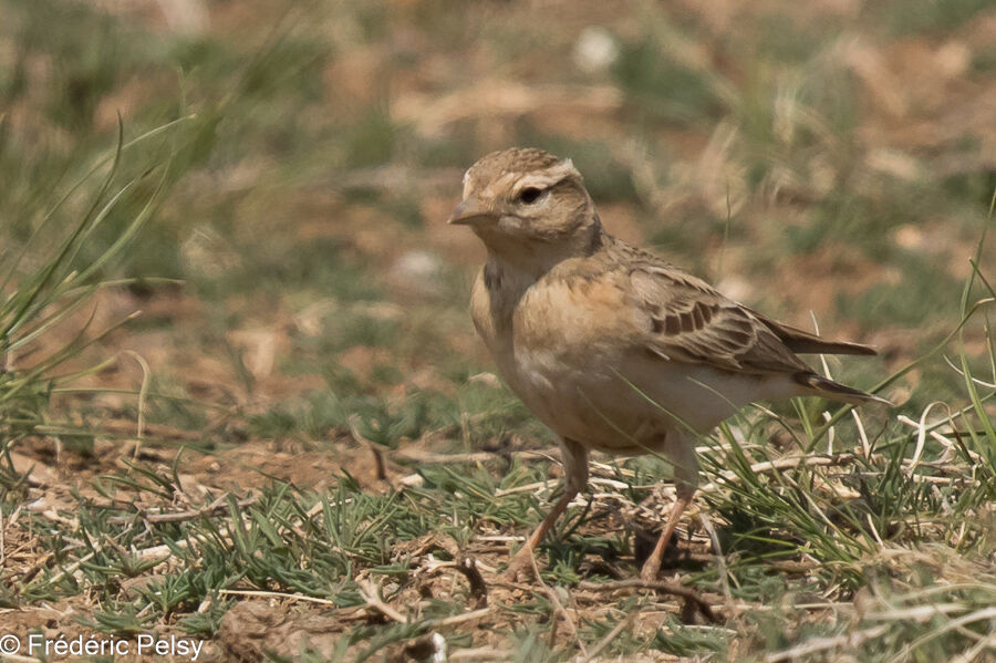 Mongolian Short-toed Lark