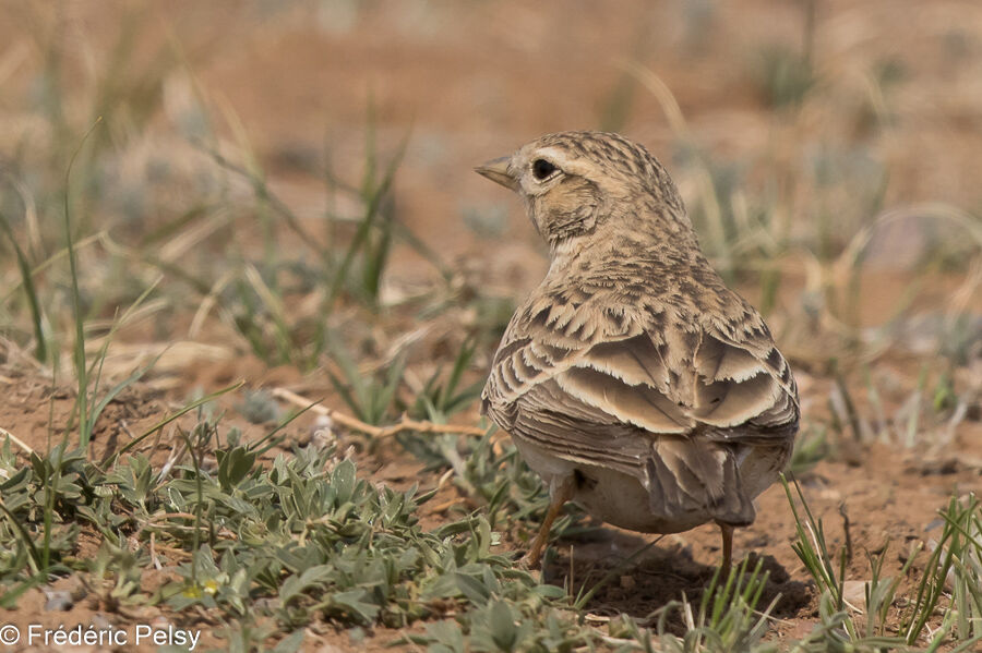 Mongolian Short-toed Lark