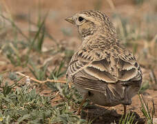 Mongolian Short-toed Lark