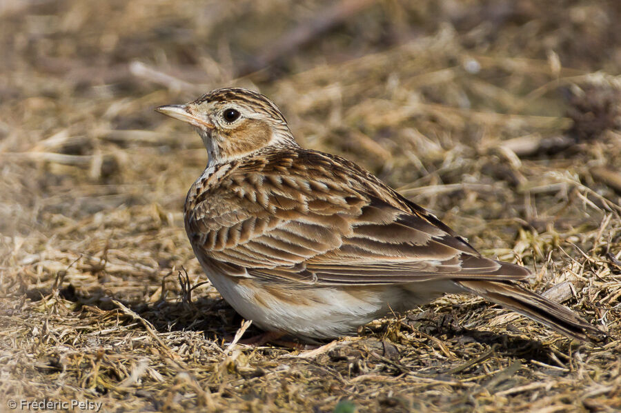 Alouette des champsadulte, identification