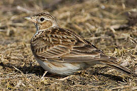 Eurasian Skylark