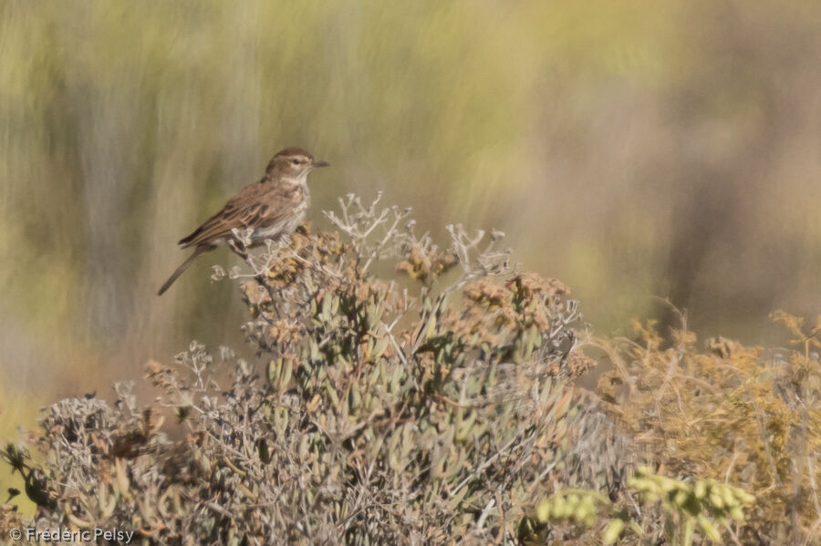 Karoo Larkadult