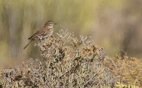 Karoo Lark