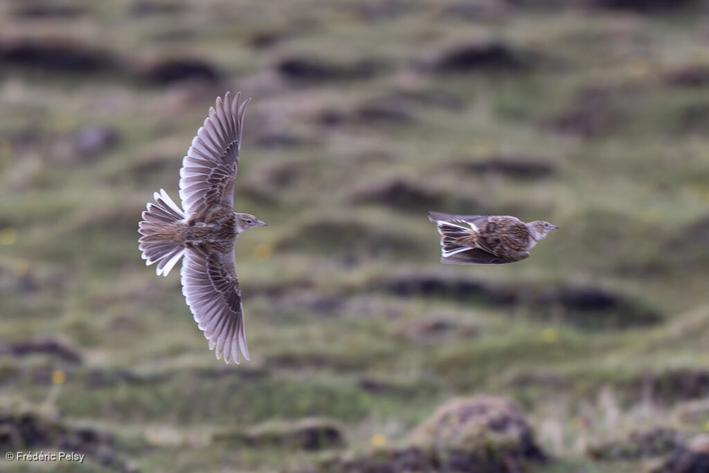 Alouette du Tibet, Vol