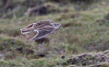 Alouette du Tibet