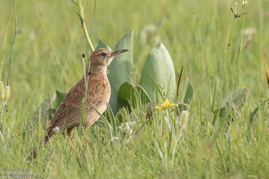 Eastern Long-billed Larkadult, identification