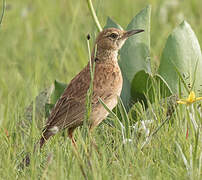 Eastern Long-billed Lark