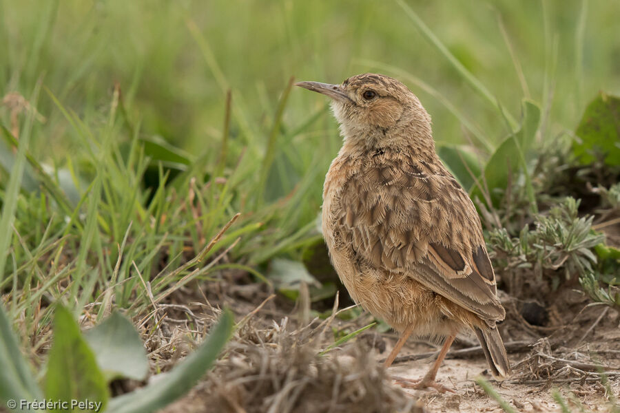 Spike-heeled Larkadult