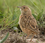 Spike-heeled Lark