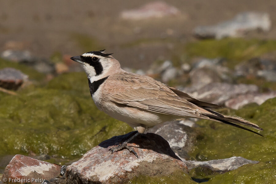 Horned Larkadult