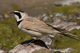 Horned Lark