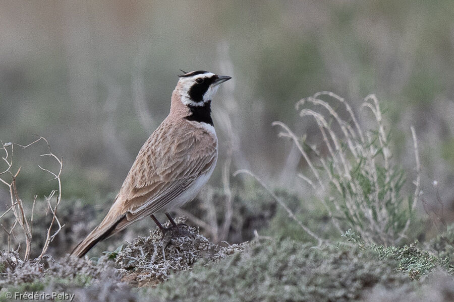 Horned Lark