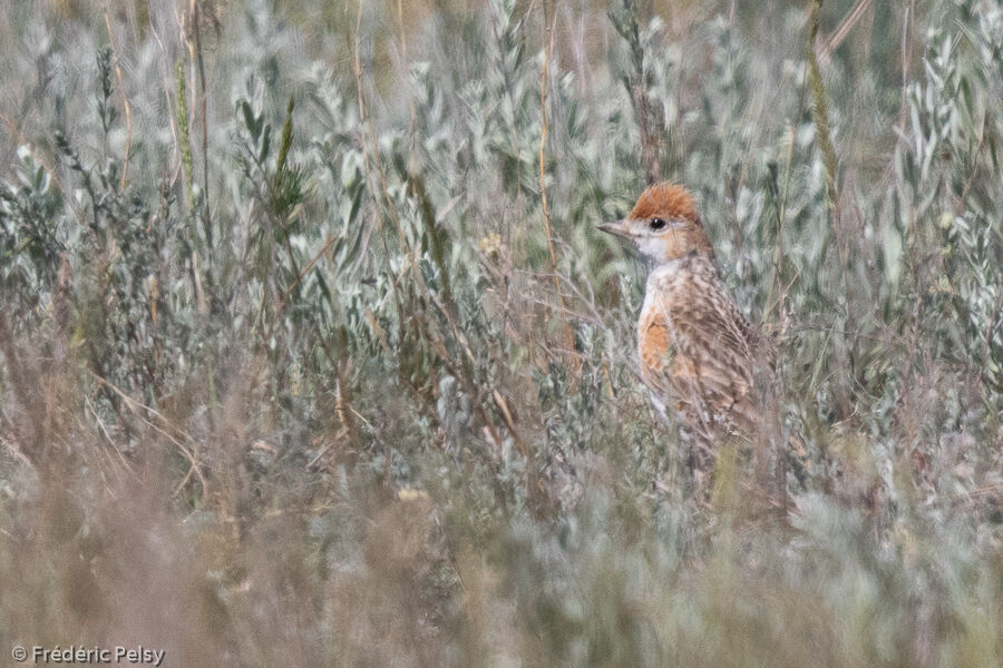 White-winged Lark