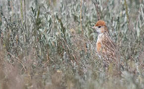 White-winged Lark