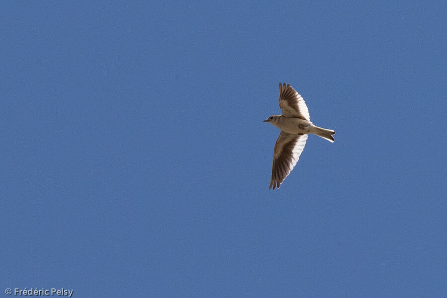 White-winged Lark, Flight