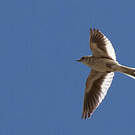 Alouette leucoptère