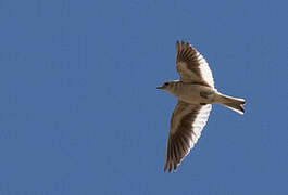 White-winged Lark