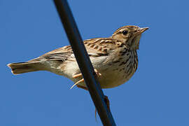 Woodlark