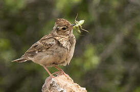 Woodlark