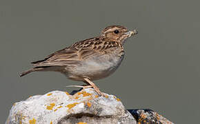 Woodlark