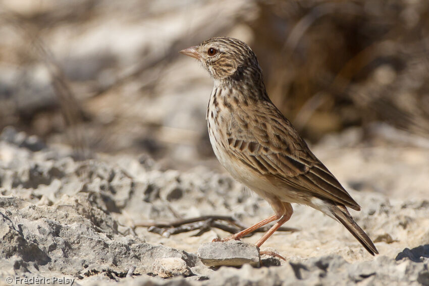 Madagascan Larkadult