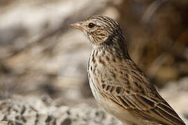 Madagascar Lark