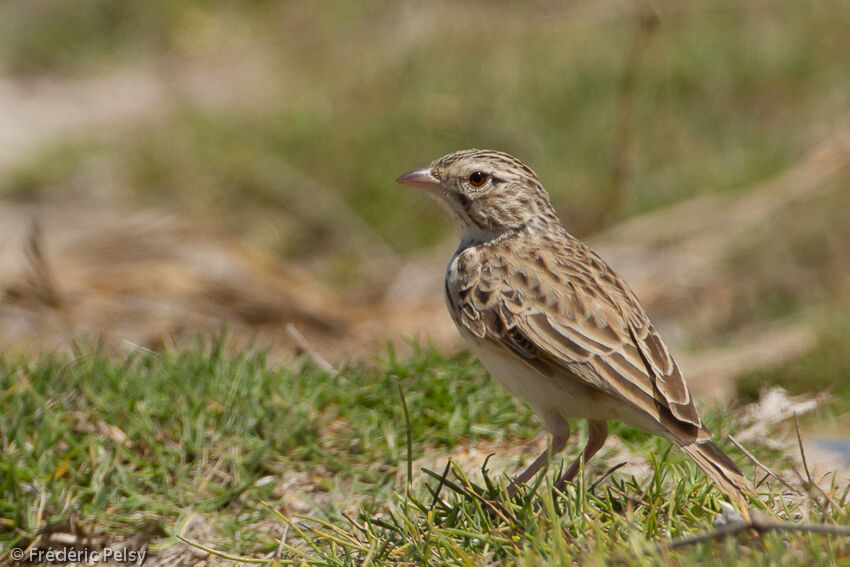 Madagascar Lark