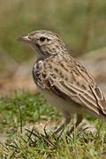 Madagascan Lark