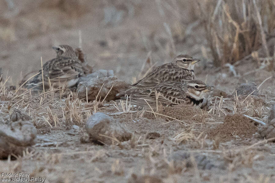 Bimaculated Lark, habitat, camouflage