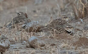 Bimaculated Lark