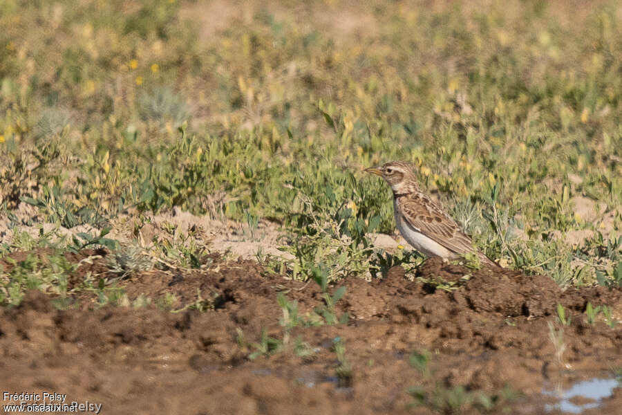 Bimaculated Larkadult, habitat, pigmentation