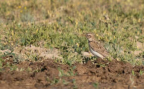 Bimaculated Lark