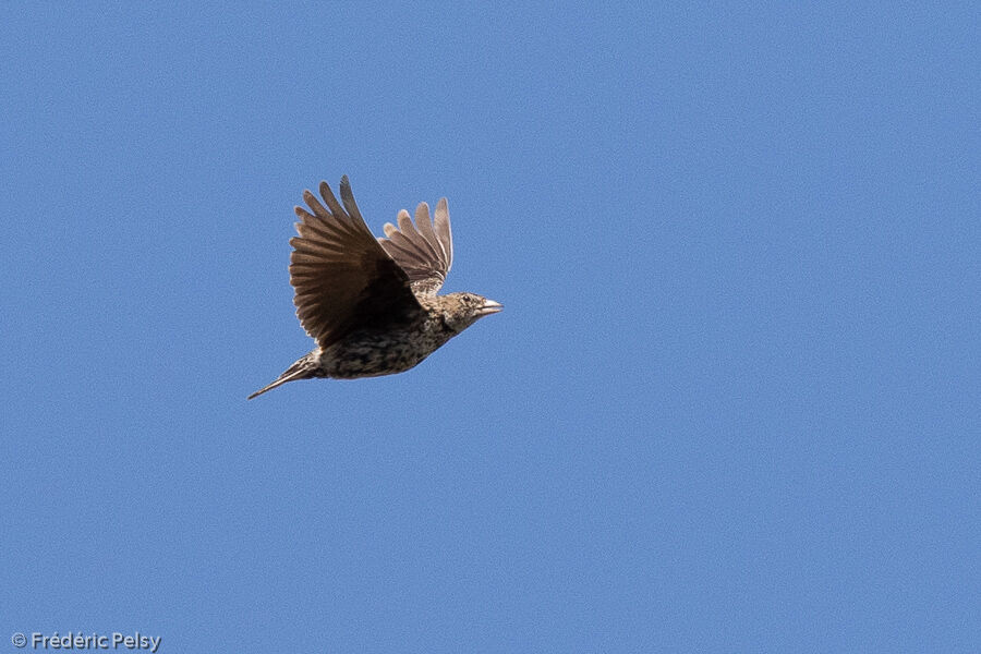 Black Lark female adult, Flight