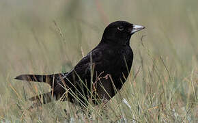 Black Lark