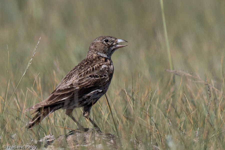 Black Lark female adult