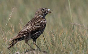 Black Lark