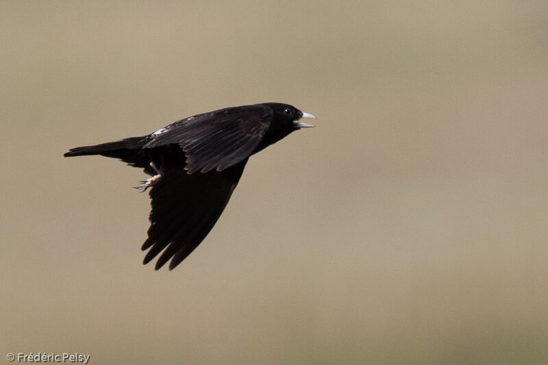 Black Lark male adult, Flight