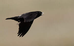 Black Lark