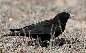 Black Lark